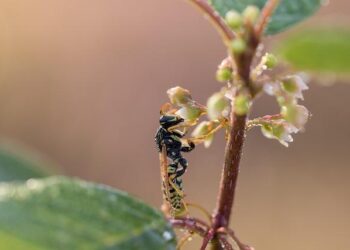 « Ils sont fous ces Gaulois ! » : le grand récit de la victoire écrasante des Bleus à Rome – Rugbyrama