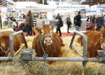 Au Salon de l’agriculture, un texte de soutien « à quatre filières », annonce Audrey Pulvar, adjointe à la Maire de Paris – Radio France Au Salon de l’agriculture, un texte de soutien « à quatre filières », annonce Audrey Pulvar, adjointe à la Maire de Paris – Radio France