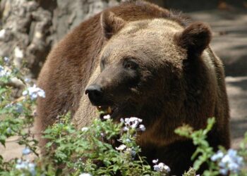 Bruno Bonnell: «La France ne doit pas décrocher en matière d’innovation» – Le Figaro