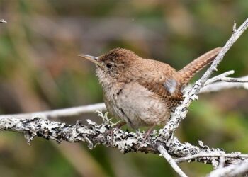 Mercato Lille OSC. En fin de contrat en juin 2026, Edon Zhegrova ne prolongera pas – Ouest-France