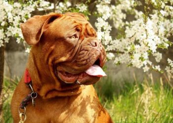 Les Girondins de Bordeaux face à une tentative de fraude – France Live