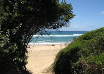 Vidal – Film 2025 – AlloCiné