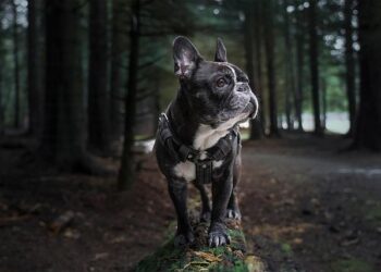 La directrice d’Angers French Tech prend ses quartiers à Miami – Ouest-France