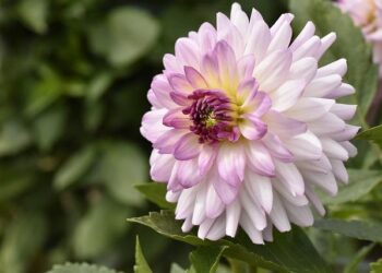 La France décroche le Bocuse d’Or à Lyon : découvrez les plats réalisés par le chef Paul Marcon – Lyon Femmes