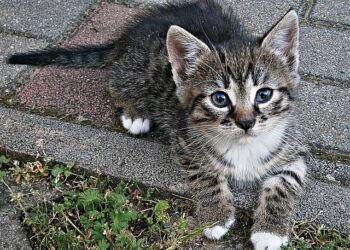 Bpifrance, en partenariat avec CIC Ouest et Business France, accompagne au Mexique six entreprises tricolores qui souhaitent se développer sur ce marché, dans le cadre d’une mission French Fab parrainée par le Groupe Virbac. – Bpifrance | Presse