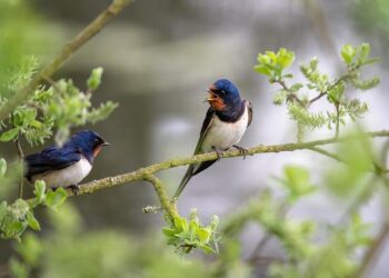 Ce soir sur France 5, « Science grand format » enquête sur ce que les oiseaux nous disent des – Maville.com