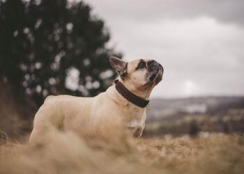 La promotion 2024 du programme French Tech Next 40/120 – economie.gouv