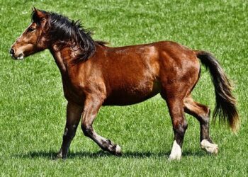 Après un tour de France, Zeus, le cheval mécanique des Jeux olympiques, sera à Nantes en septembre – Ouest-France