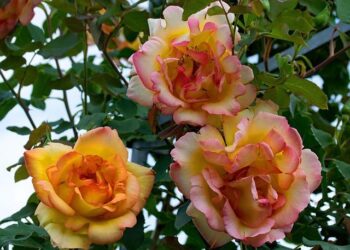 Foot : de la Palme d’or aux quarts de finale de Coupe de France, comment des producteurs hollywoodiens redonnent vie à l’AS Cannes – franceinfo