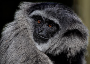 « Disparition inquiétante » dans le Bas-Rhin : Chloé, 11 ans, a été retrouvée vivante – franceinfo