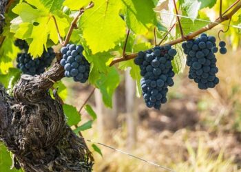 Découverte d’un trou noir supermassif dans l’univers primitif – France Culture