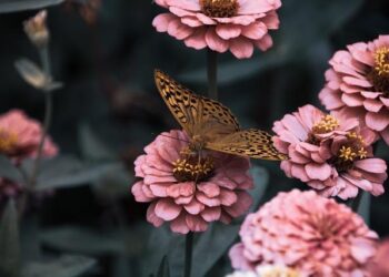 Un enfant de 4 ans est mort après une chute du quatrième étage, une enquête ouverte pour « délaissement de mineur » – France 3 Régions Un enfant de 4 ans est mort après une chute du quatrième étage, une enquête ouverte pour « délaissement de mineur » – France 3 Régions