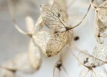 Cosmos : la boîte à images – France Culture