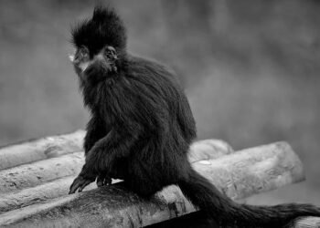 France: François Bayrou menace de dénoncer les accords de 1968 avec l’Algérie – RFI