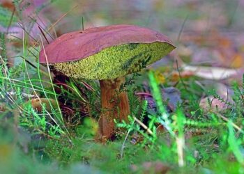 Un rassemblement pour dénoncer l’expulsion d’une mère de famille géorgienne séparée de ses enfants – France 3 Régions