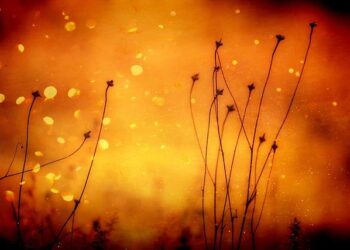 L’Événement Orange Business : les dessous du brusque départ du DG France – La Lettre