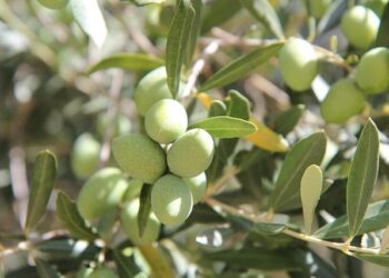 Equipe de France: Olivier Giroud, le manque avoué – Sports.fr