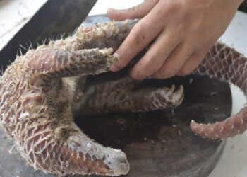 Trafic d’espèces protégées : la douane de Bordeaux saisit 17 kg de viande de pangolin à l’aéroport de Mérignac – ici, le média de la vie locale Trafic d’espèces protégées : la douane de Bordeaux saisit 17 kg de viande de pangolin à l’aéroport de Mérignac – ici, le média de la vie locale