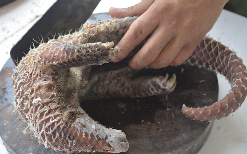 Trafic d’espèces protégées : la douane de Bordeaux saisit 17 kg de viande de pangolin à l’aéroport de Mérignac – ici, le média de la vie locale