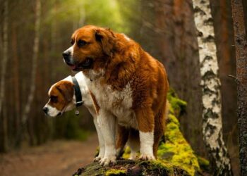 Jean-Michel Bernard – Sony Music Entertainment France