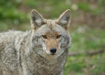 « Les 4 âmes du coyote », grande épopée animée, mythologique et écolo – Ouest-France