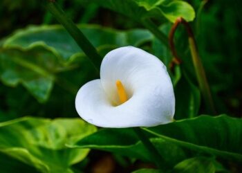 Procès de l’attentat de la basilique de Nice : perpétuité incompressible requise contre l’accusé – Ouest-France