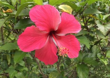 Tonga – Ministère de l’Europe et des Affaires étrangères – France diplomatie