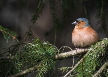 Mieux faire connaitre l’océan pour mieux le préserver : de l’art à la science ! – France Culture Mieux faire connaitre l’océan pour mieux le préserver : de l’art à la science ! – France Culture