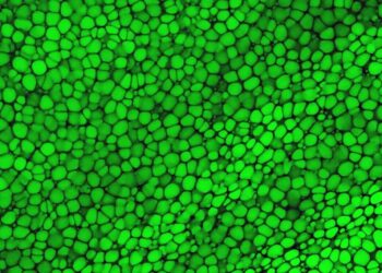 Les lipochondrocytes : de nouvelles cellules tout juste découvertes – France Culture