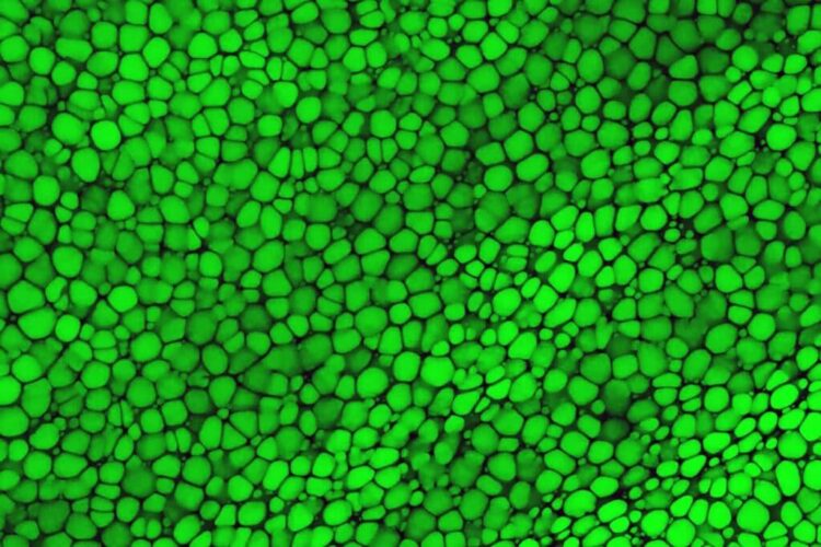 Les lipochondrocytes : de nouvelles cellules tout juste découvertes – France Culture Les lipochondrocytes : de nouvelles cellules tout juste découvertes – France Culture