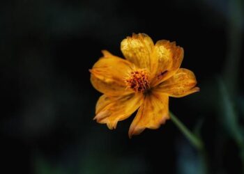 Nouveautés Singles (Helena, Gabry Ponte, Jennie, …) – Sony Music Entertainment France