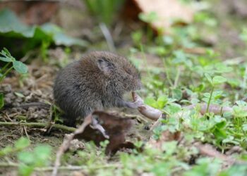 Ils gagnent 500 000 euros à un jeu grâce à une carte bancaire qu’ils ont volée, la victime propose de « partager la somme » » – franceinfo
