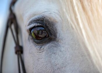 Le cheval métallique de la cérémonie d’ouverture des JO de Paris exposé dans plusieurs villes de France – ici, le média de la vie locale