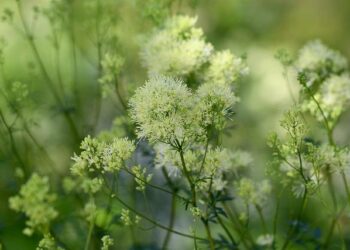 Lutte contre le harcèlement de rue : avec Angela, entrez pour vous en sortir – En Commun