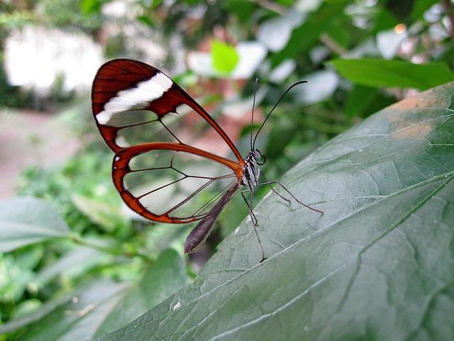 Sélection des plantes rares et locales à découvrir