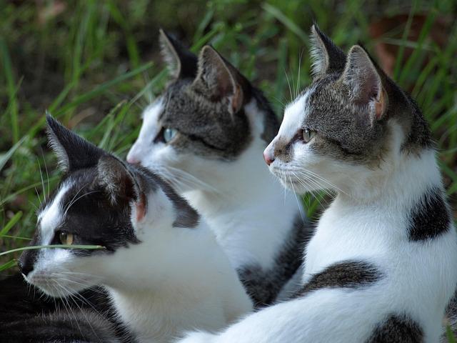 Conseils de sécurité pour les habitants face aux alertes météo