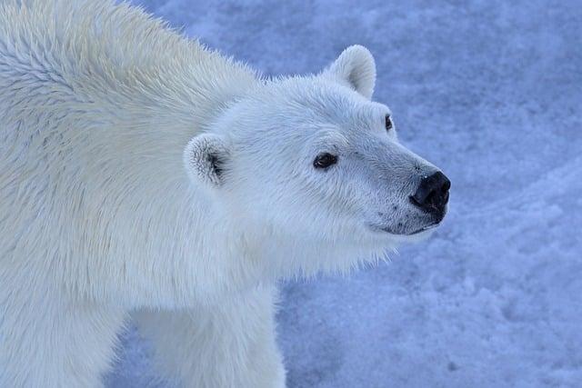 Les techniques de conservation face aux défis contemporains