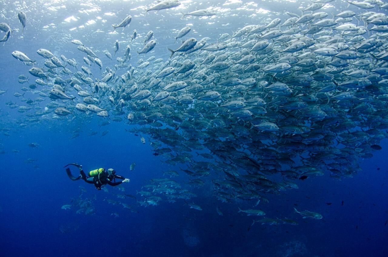 Les initiatives du CNRS pour la préservation des écosystèmes océaniques