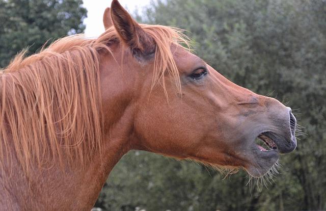 Découverte de Zeus,le cheval mécanique emblématique des JO de Paris