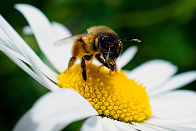 Les pollens ⁣les plus courants ‍: décryptage des variétés