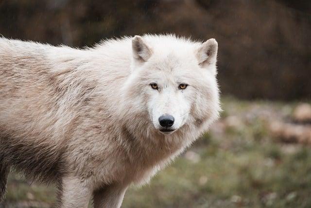 plongée dans lunivers sonore dOscar and the Wolf