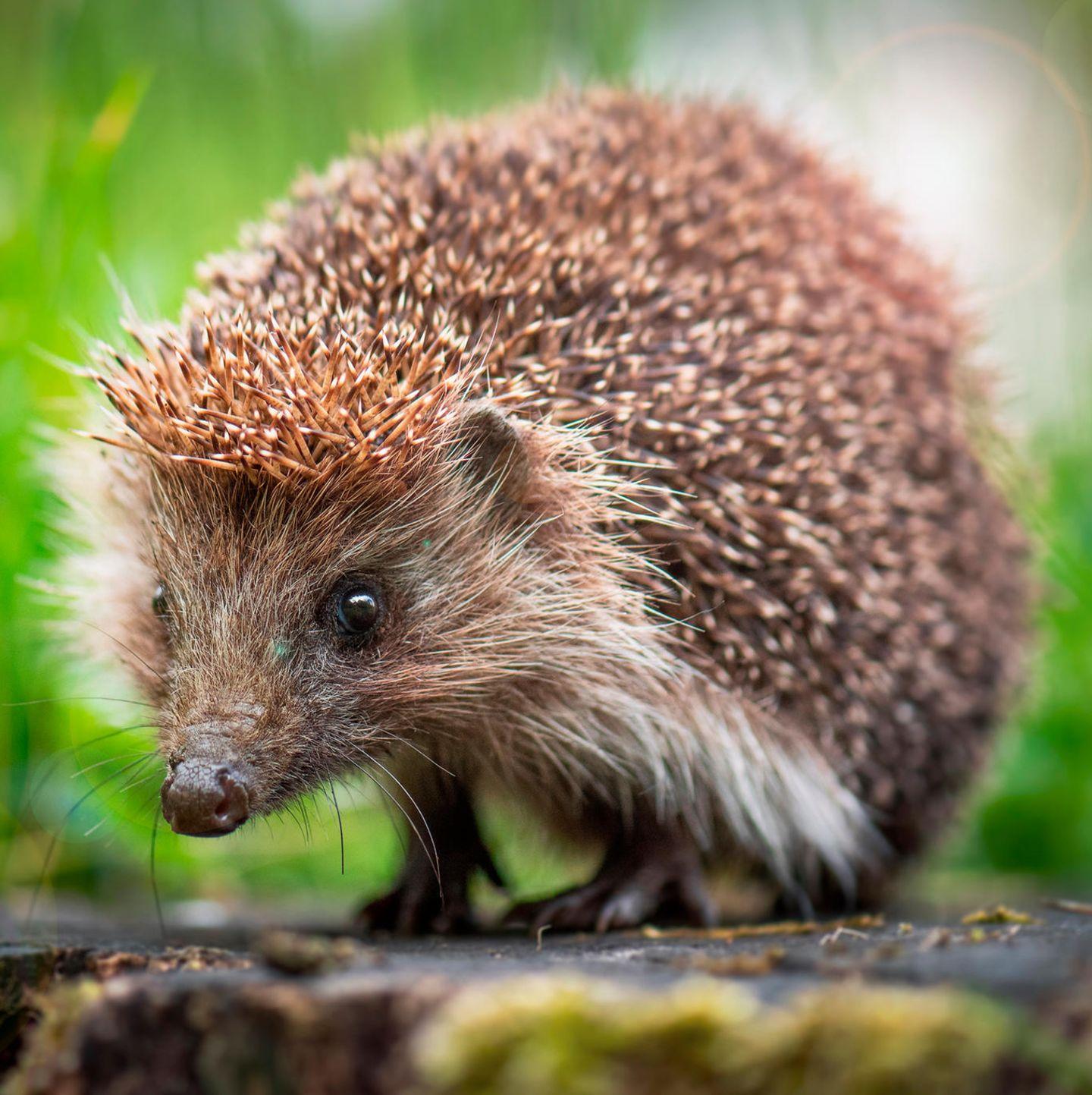 Les enjeux du retour d'IGEL en France