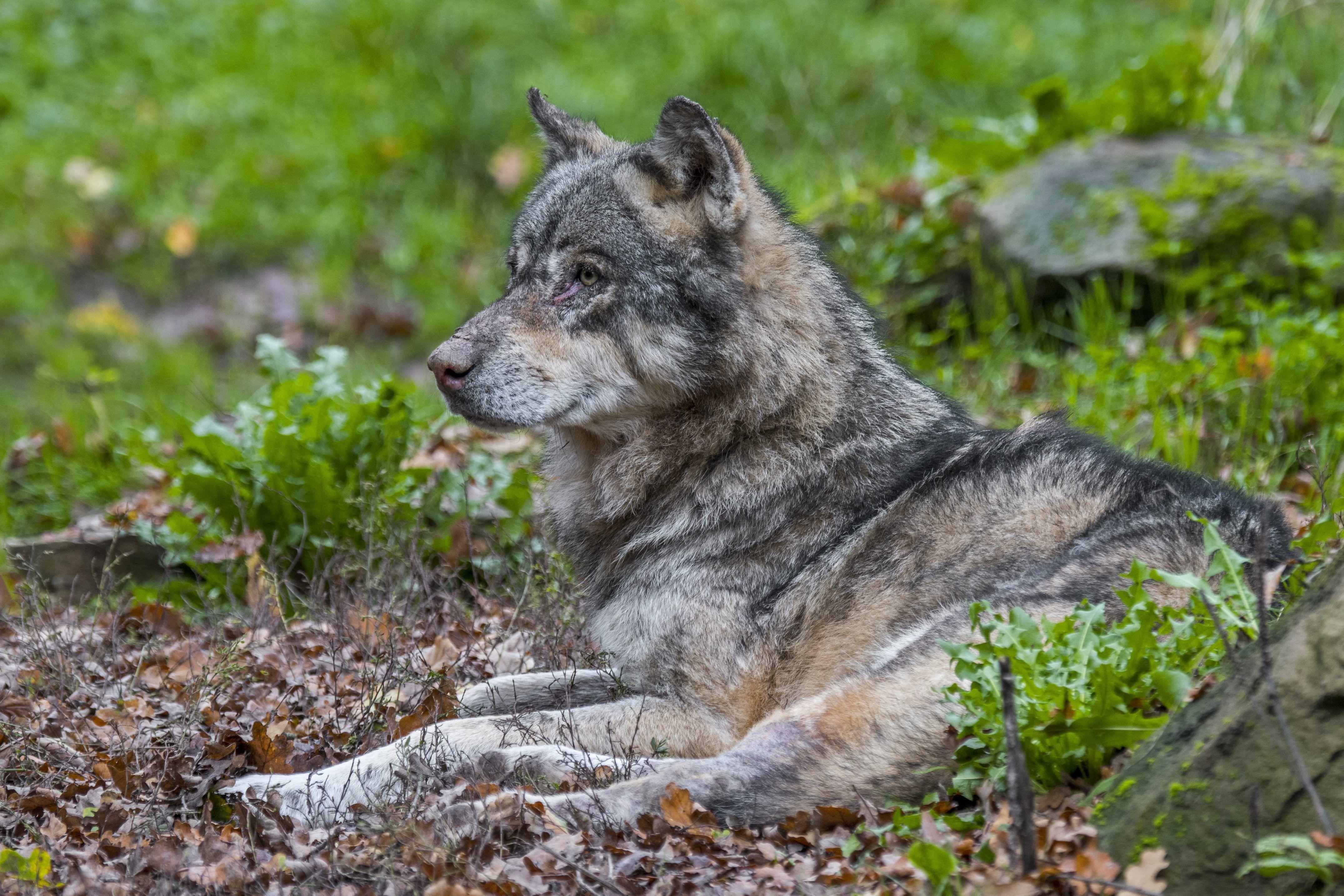 Rôle de la recherche scientifique dans la protection des loups