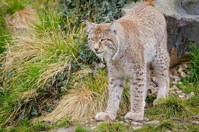 Boreal IM et lavenir de lasset management en France