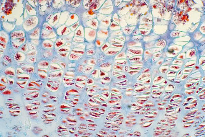 Les Fonctions Inédites des Lipochondrocytes dans le Métabolisme Osseux