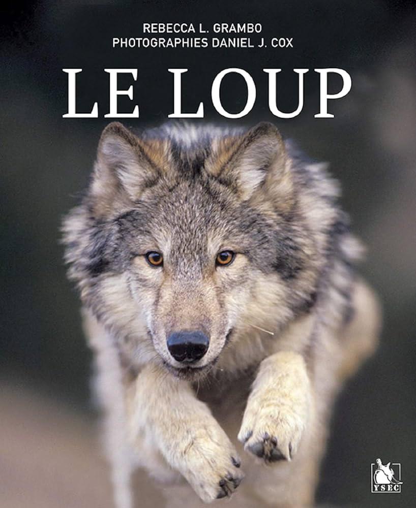 Les enjeux de la coexistence entre‌ le loup et l'élevage