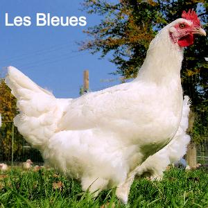 Les performances des Bleues sur la pelouse mancelle