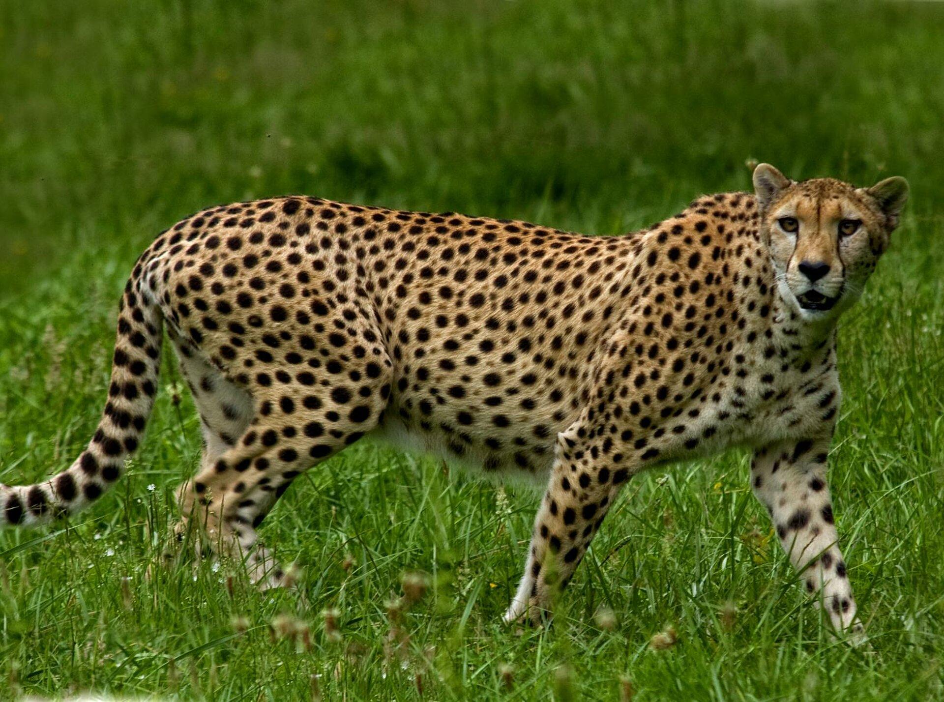 La maman guépard : stratégies de soins et comportements maternels