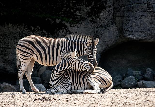 À la découverte du zoo : un voyage au cœur de la biodiversité