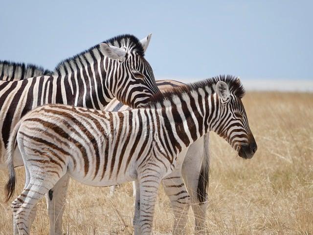 Les activités et services proposés pour les amoureux des animaux